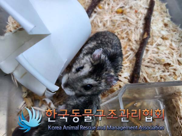 한국동물구조관리협회_441382202400642
